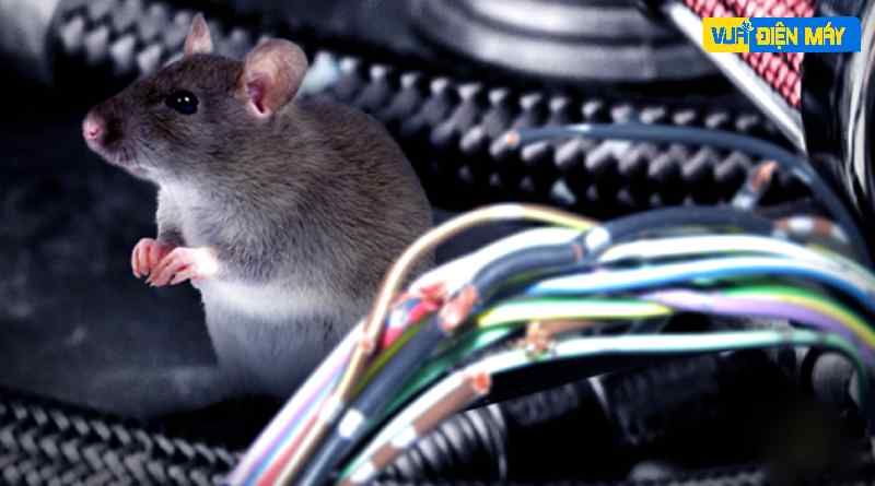 nguyên nhân chuột cắn dây điện